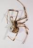 Parasteatoda tepidariorum